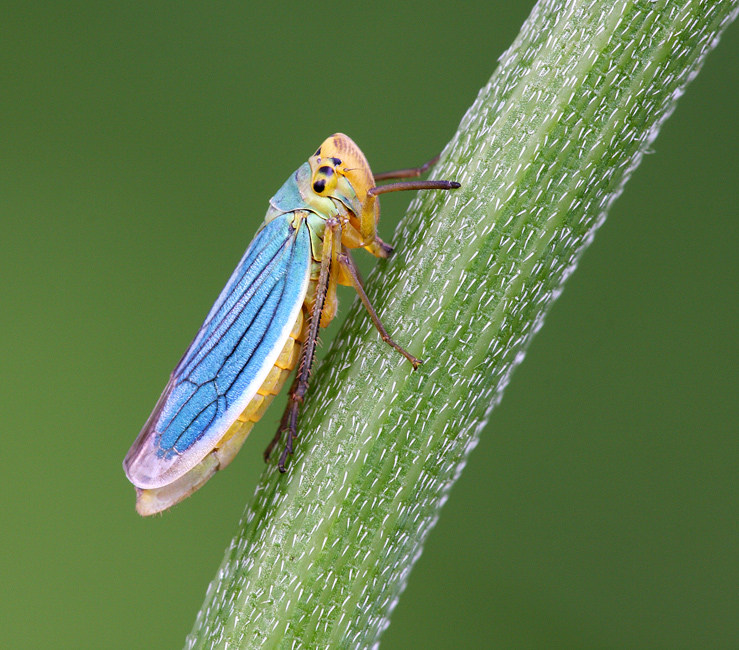 Cicadella