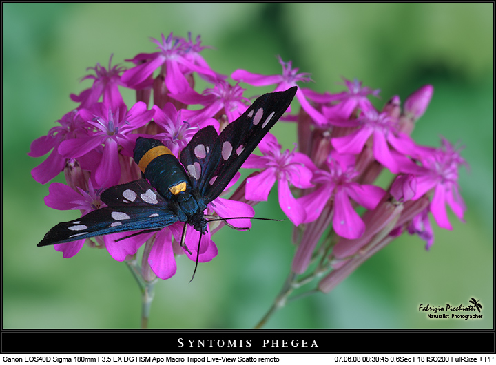 Syntomis phegea