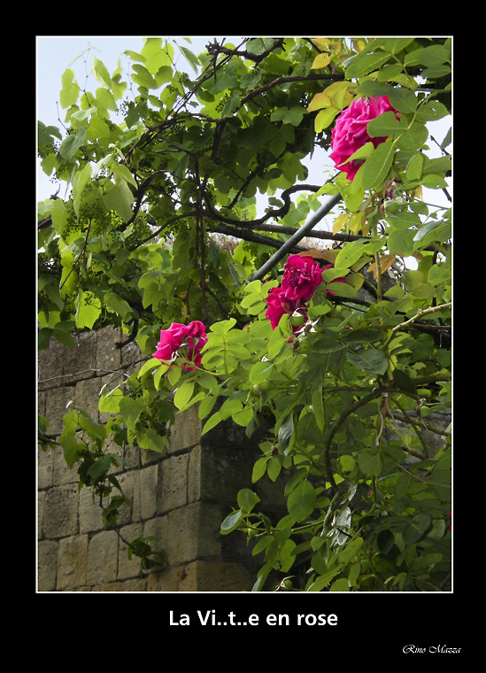 La vi..t..e   en  rose