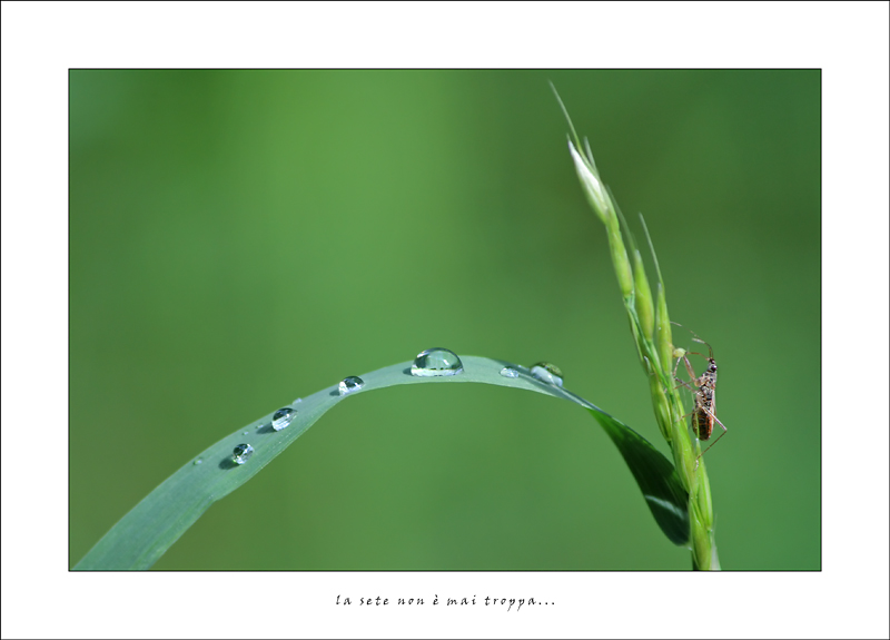 la sete non � mai troppa...