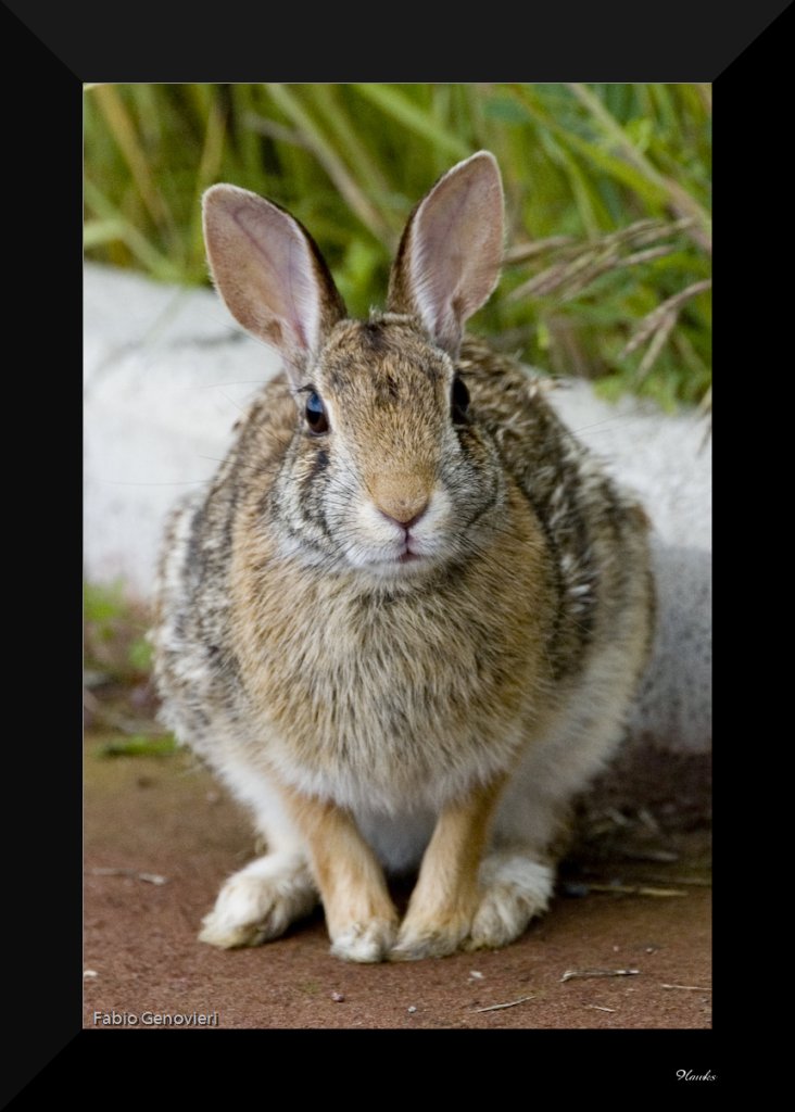 Il pedone che non ti aspetti