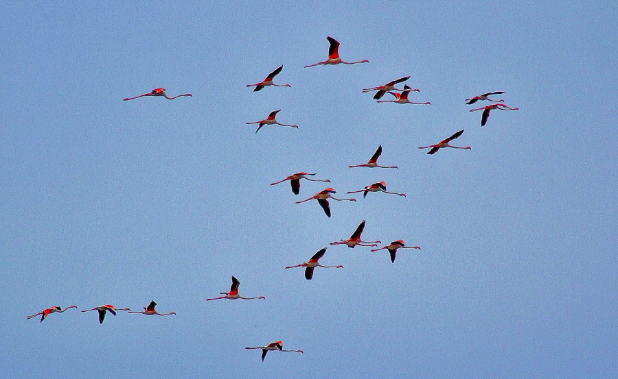 STORMO DI FENICOTTERI IN VOLO