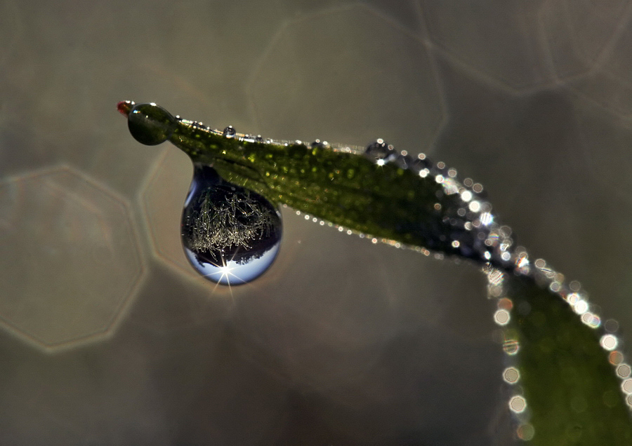 Il Prato in una Goccia