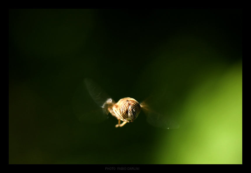 muoviti che vado di fretta!!!!