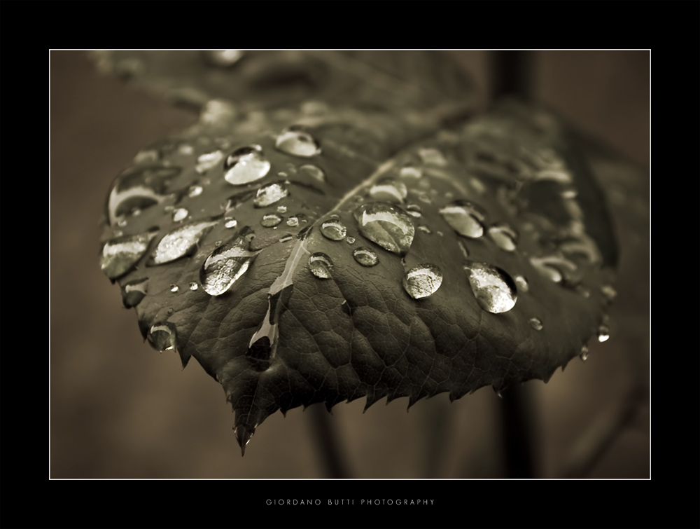 drops in the morning