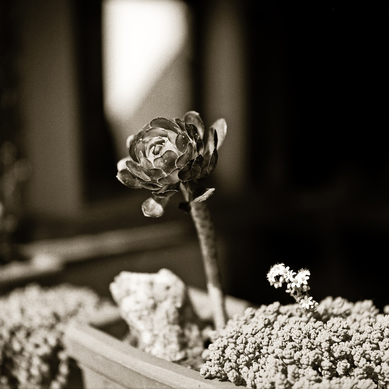 Y124G-Piantegrasse_002