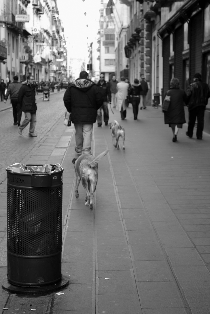 Passeggiando con i cani sciolti
