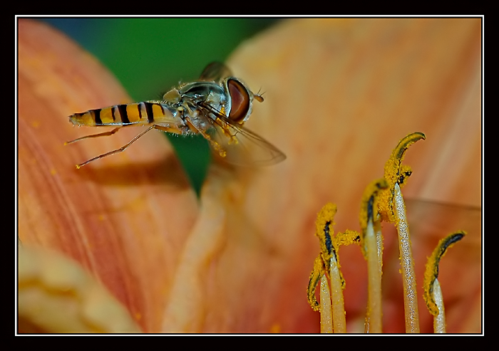 Rifornimento....di polline