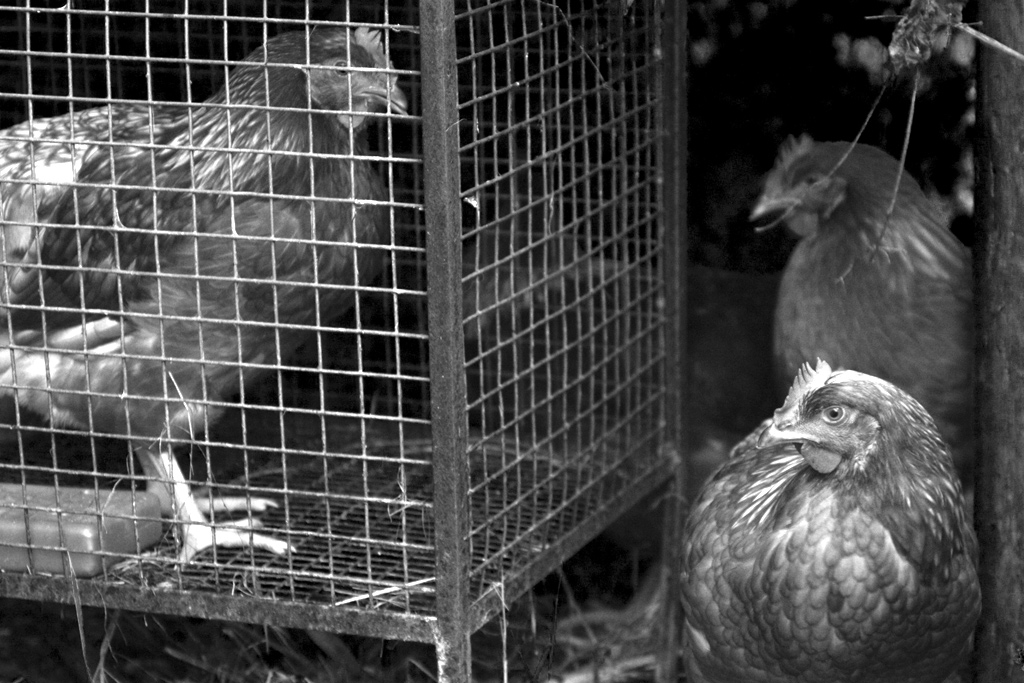 Complotto per la fuga