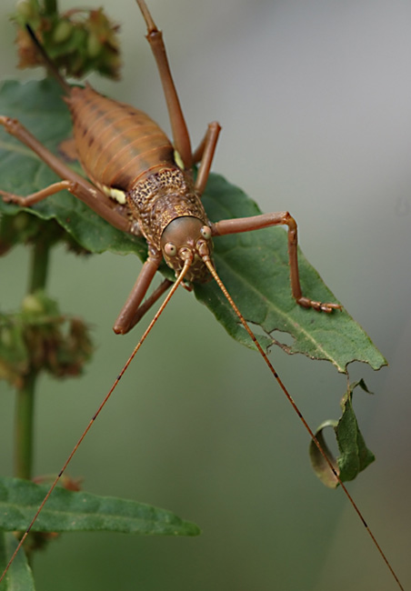 Seduta di ipnosi col mio analista