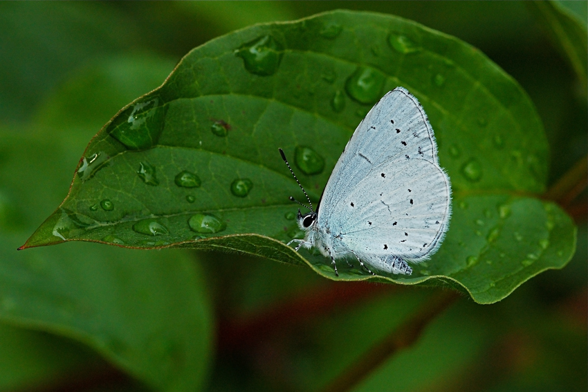 Licenide con gocce di pioggia