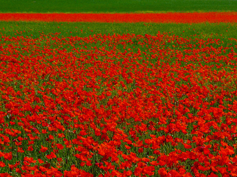 RIVISITAZIONE DI "VERSO LA STRISCIA ROSSA"