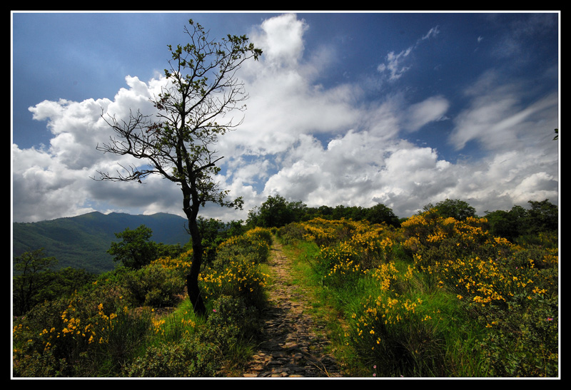 Salendo al Monte Faudo (IM)