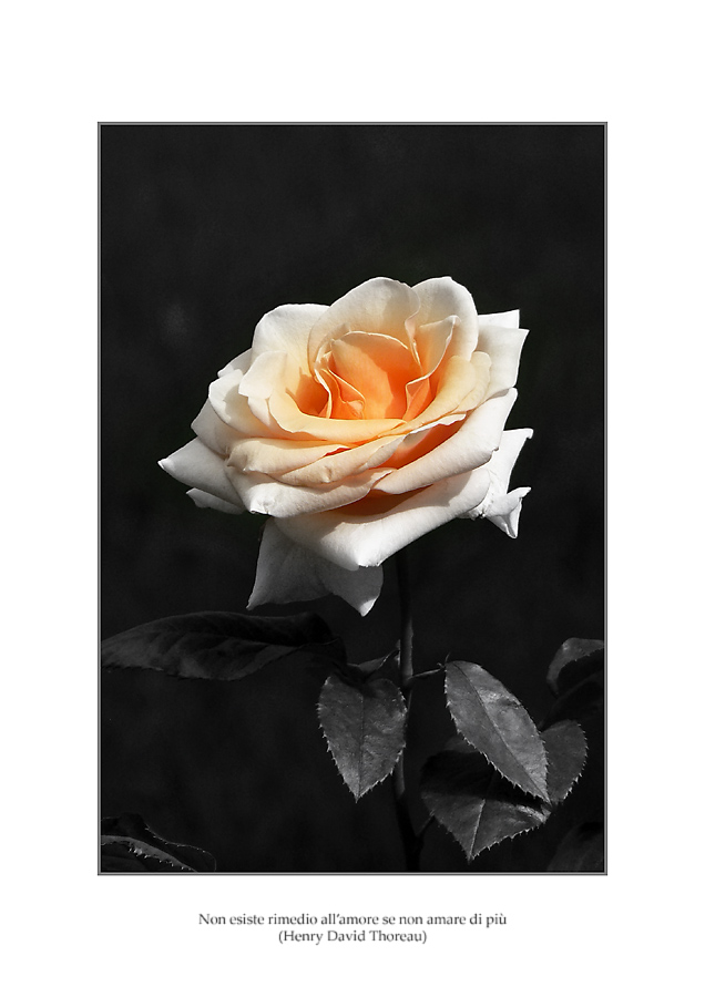 Non esiste rimedio all'amore se non amare di pi�