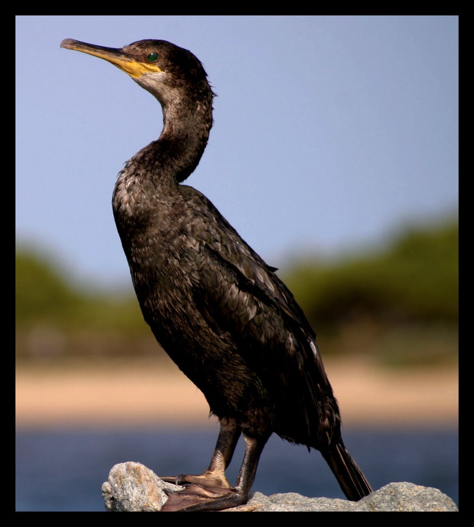 cormorano.