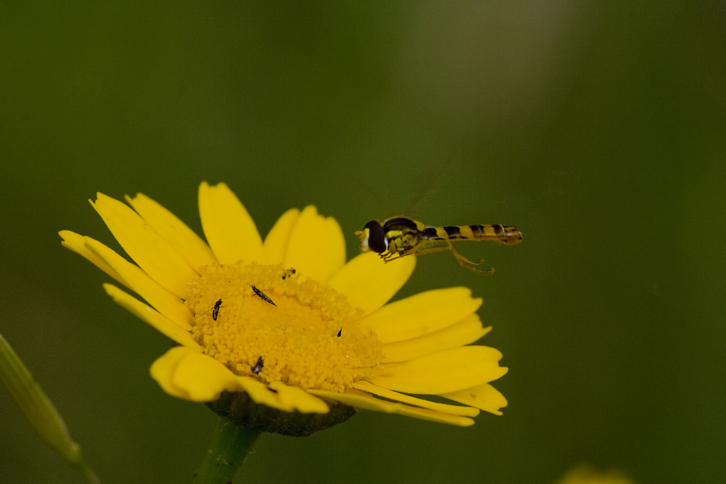 Al volo (ci Son riuscito )