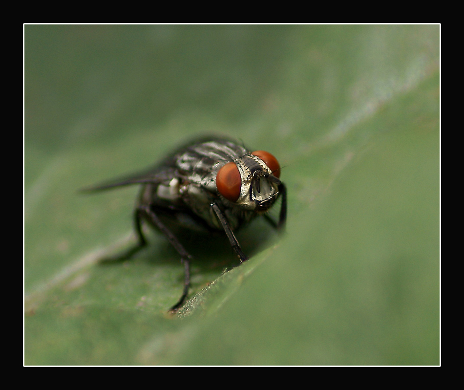 Ritratto di una mosca
