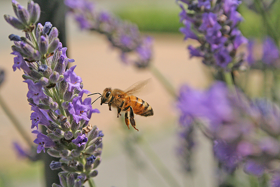 Torre da Pilota...sento la pista...