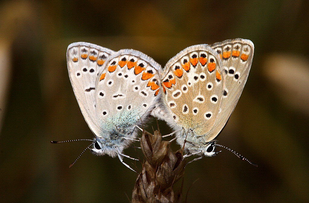 Lycaena dispar (accoppiamento)