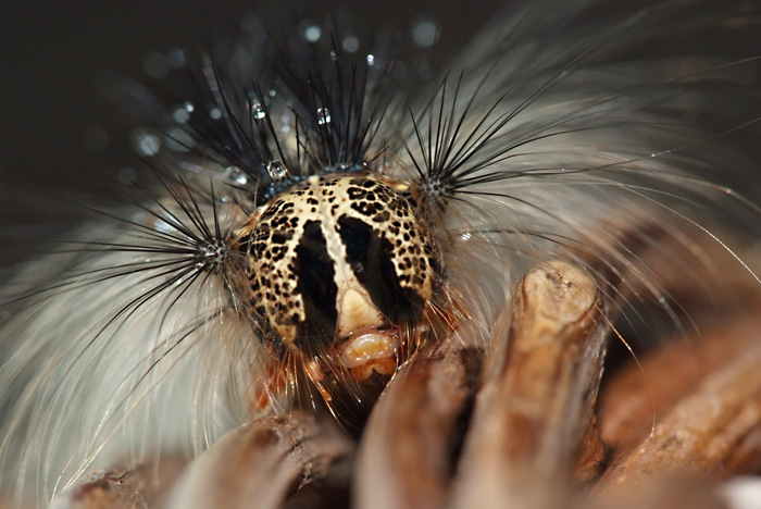 Strano tipo burbero e peloso