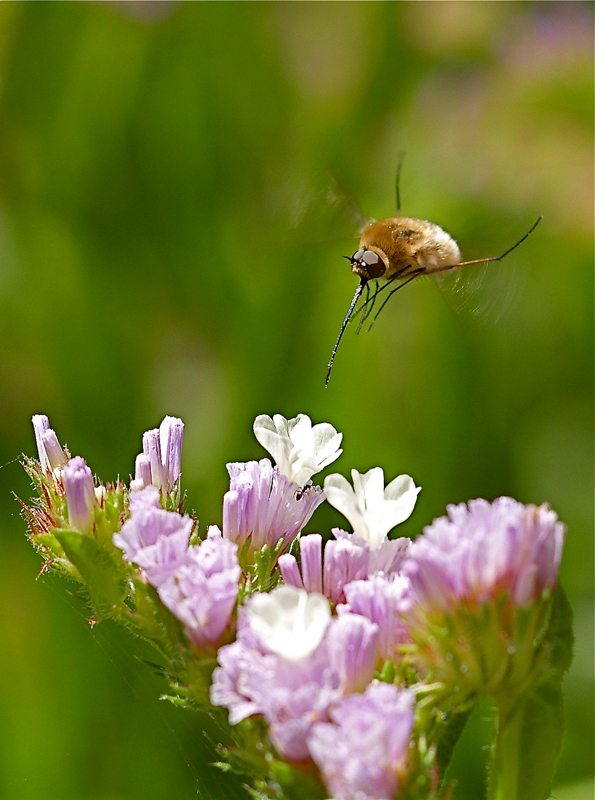 Bombylius in due fasi