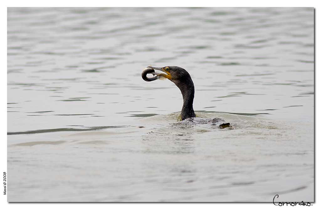 La preda del Cormorano...