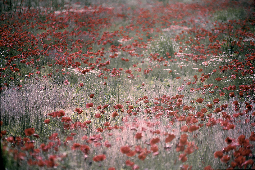 Il mare dei papaveri (paesaggio dell'anima)