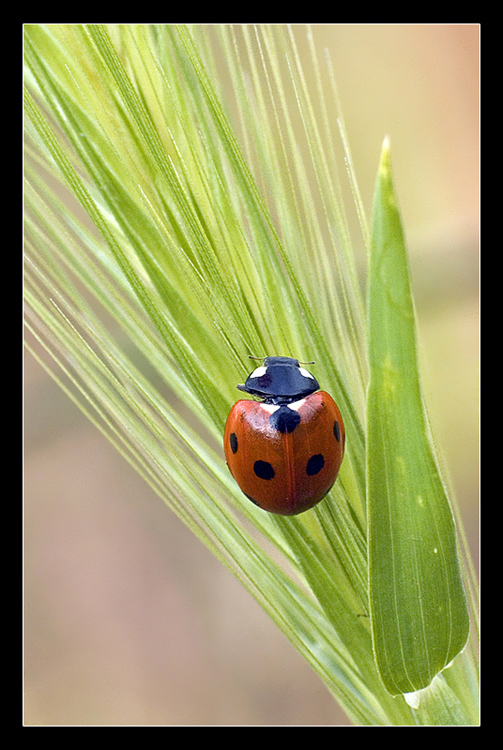 Coccinella