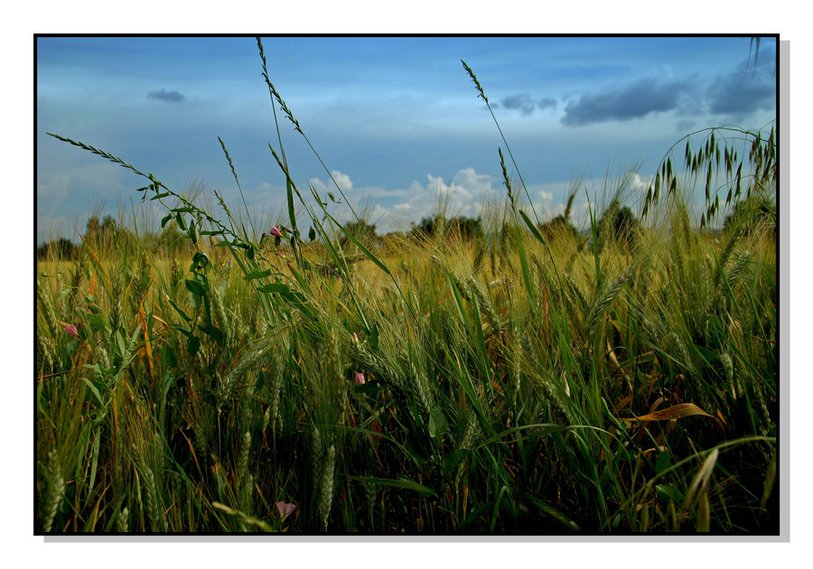 Grano in maturazione...tempo permettendo!
