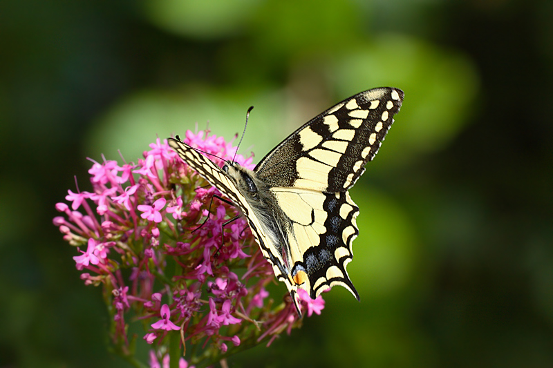 Papilio machaon