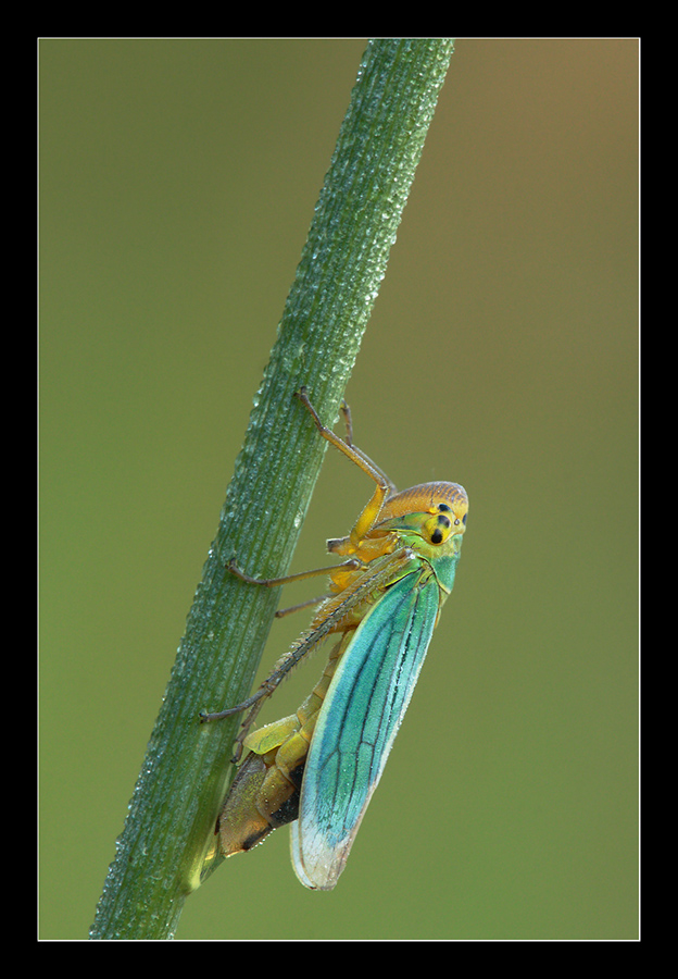 Cicadella viridis