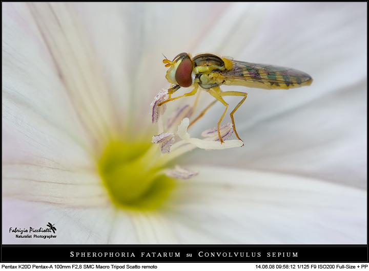 Spherophoria fatarum su Convolvolus sepium