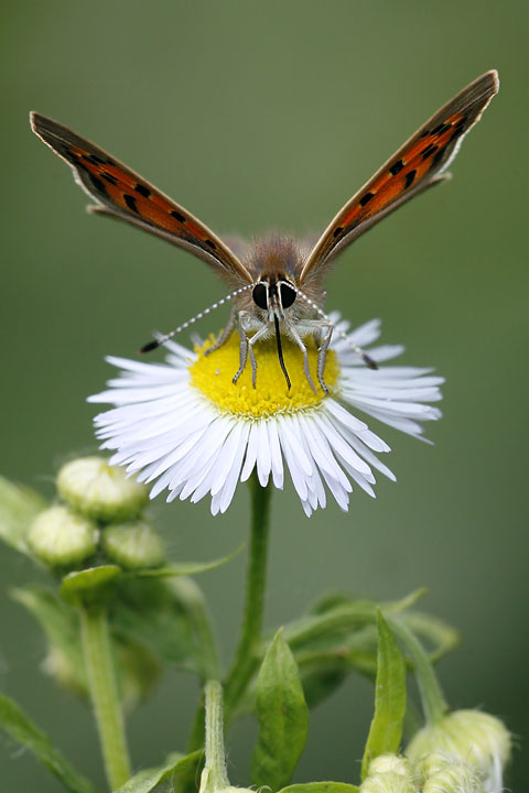 Renzo-Ancora farfalla