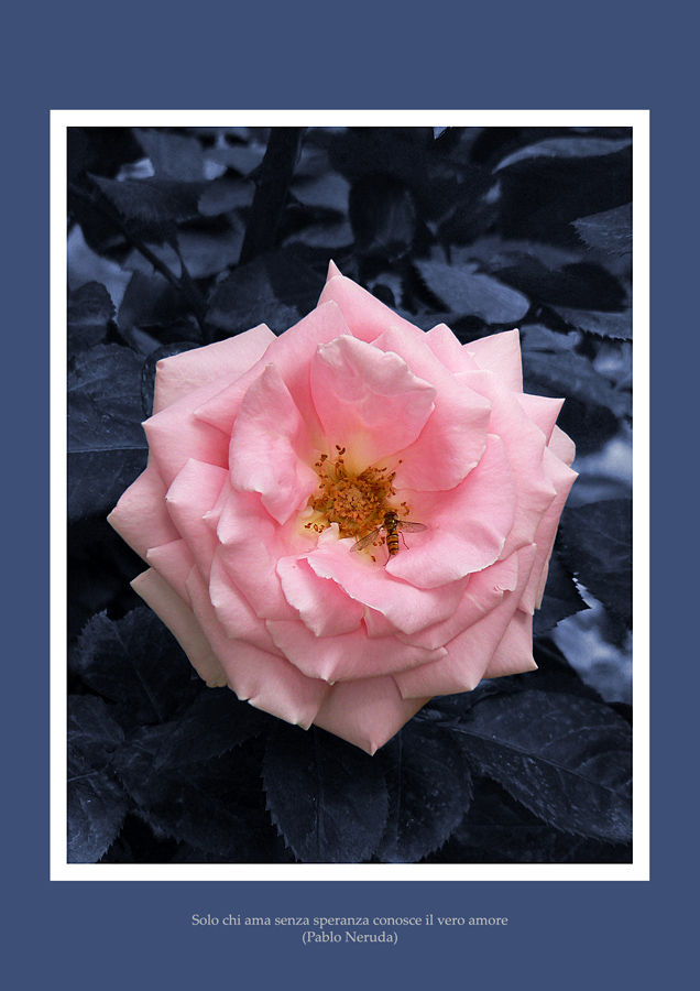 Solo chi ama senza speranza conosce il vero amore