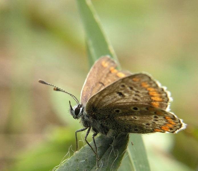 Licedine dal ciuffetto