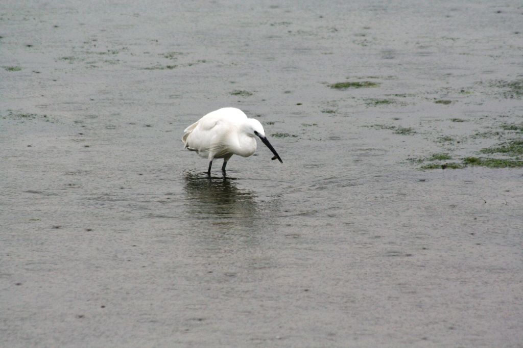 La Pesca dell'Airone