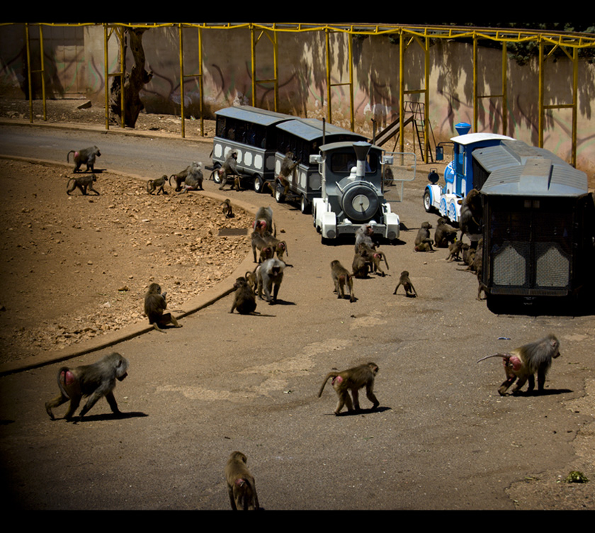 Il pianeta delle scimmie