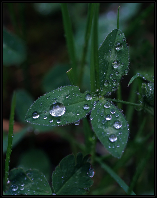 evviva la primavera!