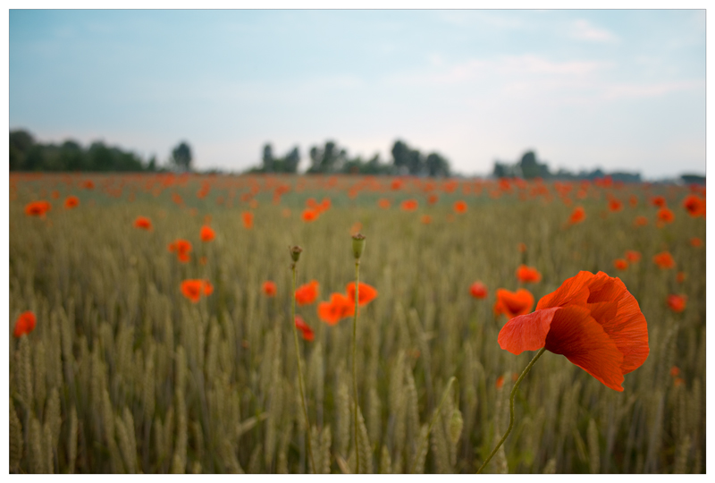 L'invasione dei rossi