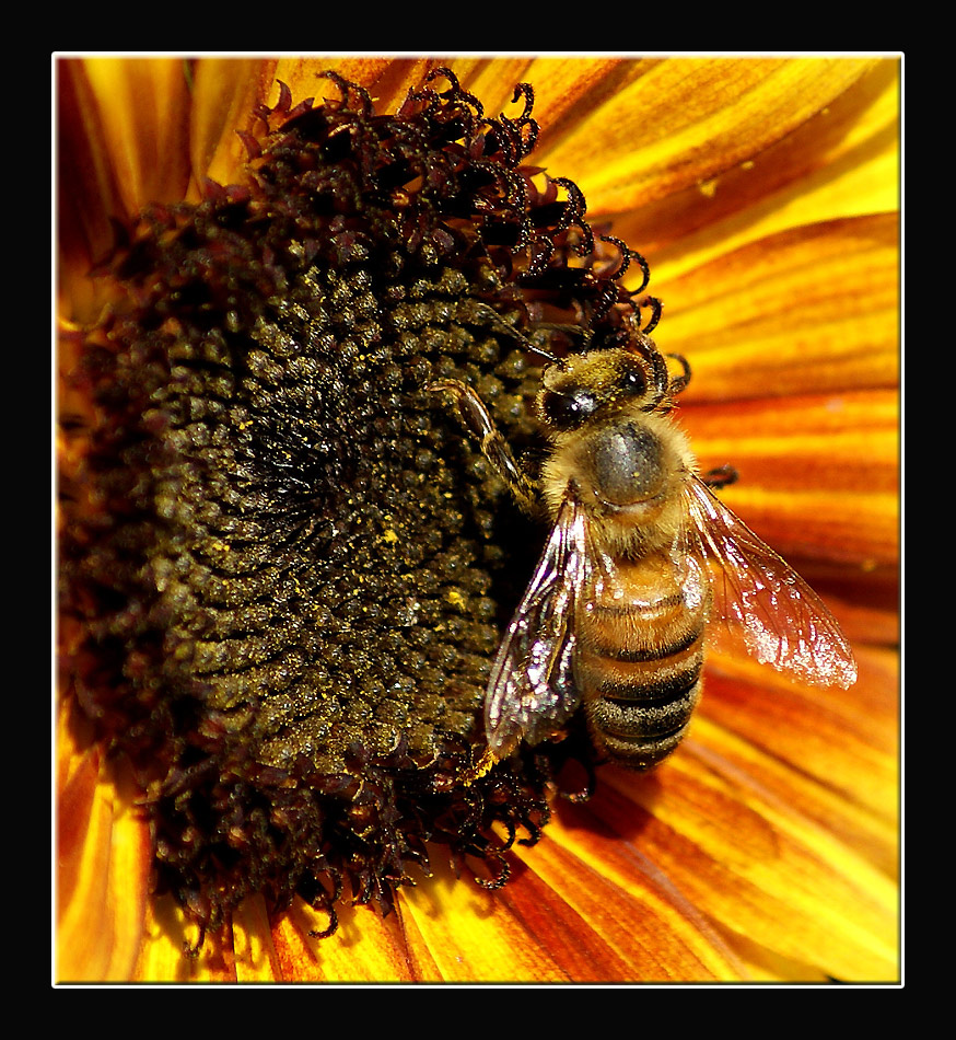 Ape- Impollinatrice 2