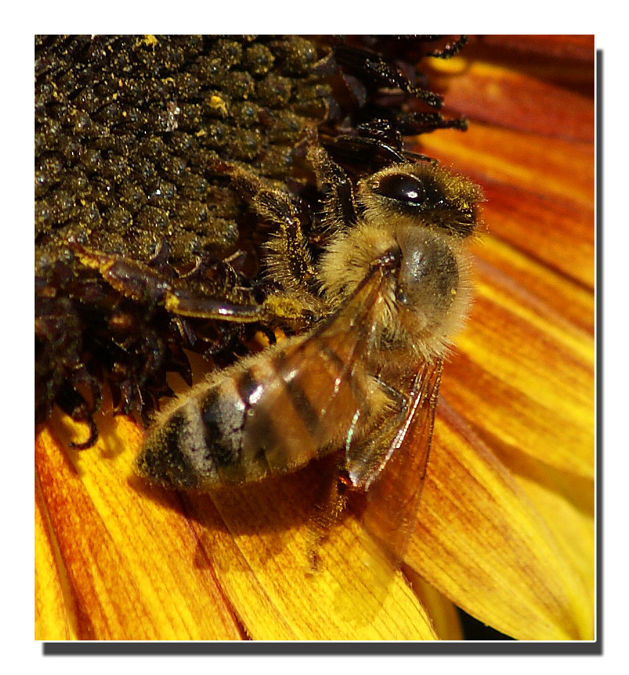 Ape .......Impollinatrice....3