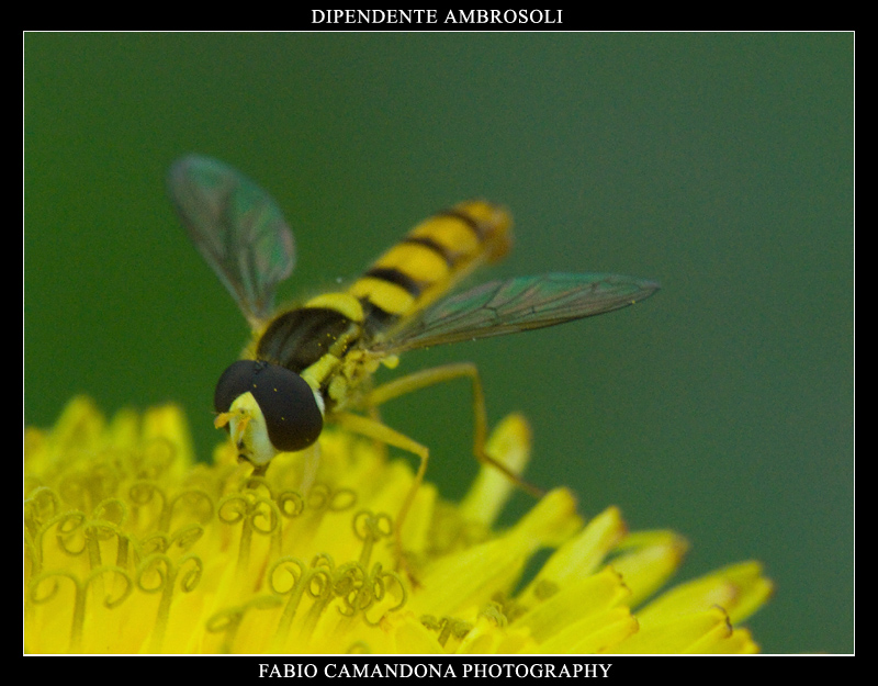 dipendente ambrosoli