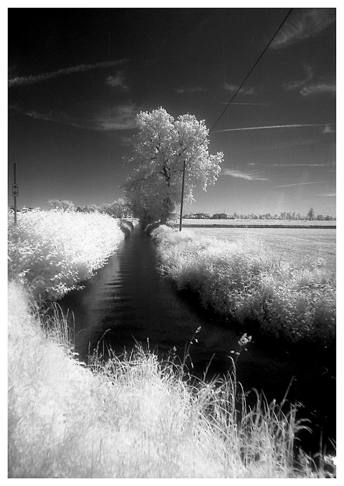 roggia di campagna 01