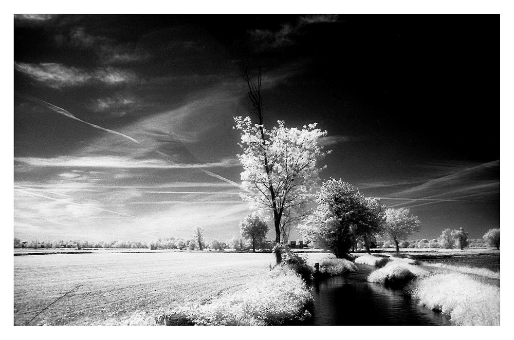 roggia di campagna 02