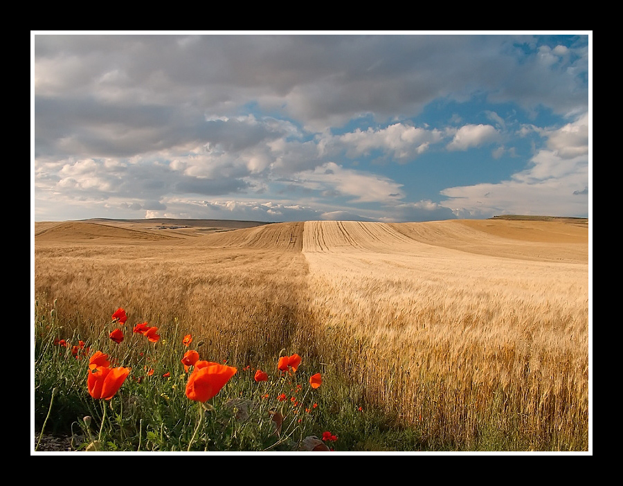 ...IO NON HO PAURA...