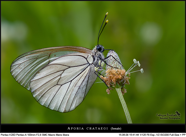 Bianca e... traspare!