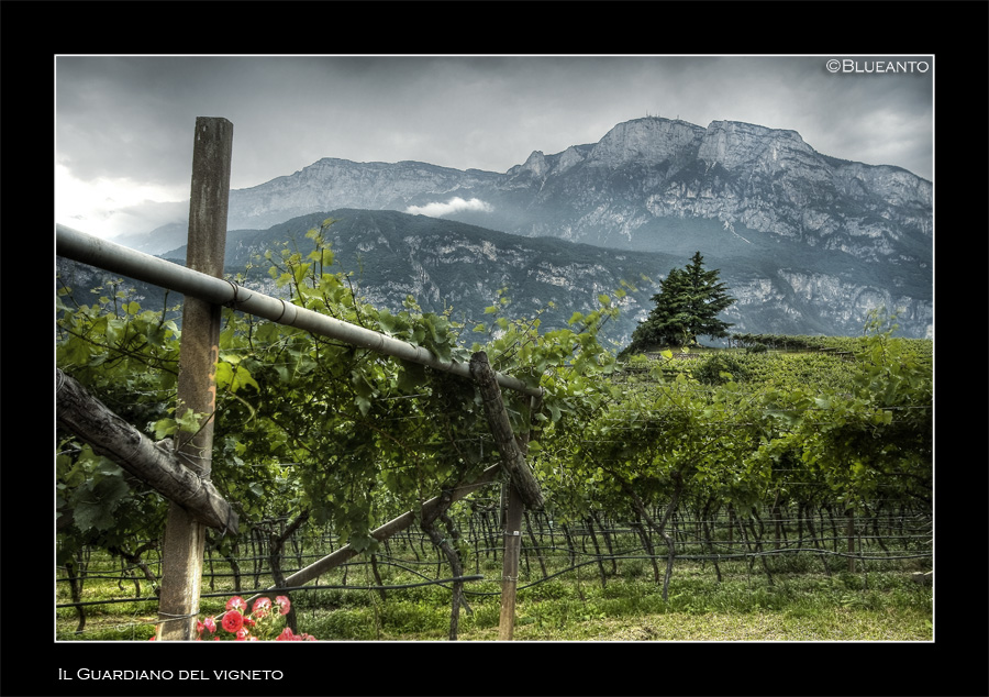 Il guardiano del vigneto