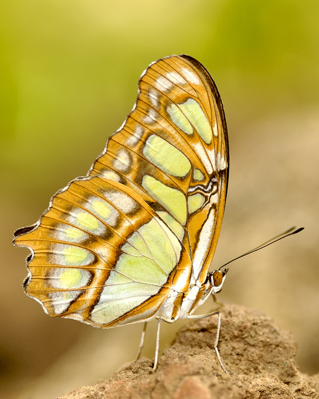 Farfalla...niente pi� semplice