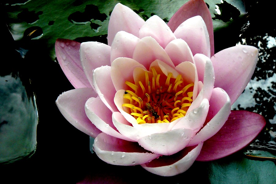 ninfa con piccolo ospite