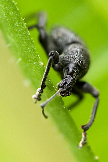 Ritratti dal prato II